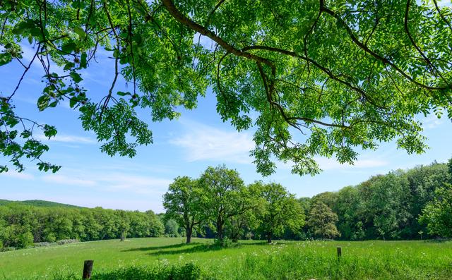 Eichenhain im Forstrevier Kierling, Wienerwald | Foto: ÖBf/Simlinger