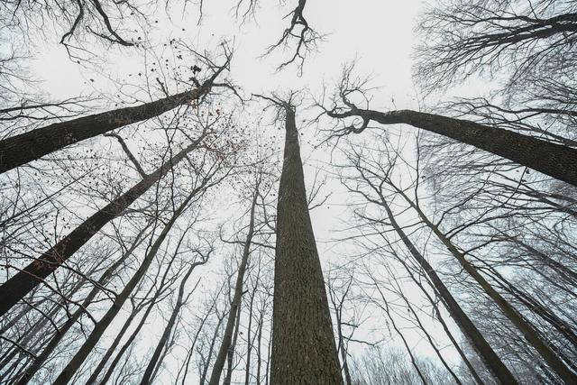 Blick in die winterlichen Baumkronen, Wienerwald | Foto: ÖBf/Frank Helmreich