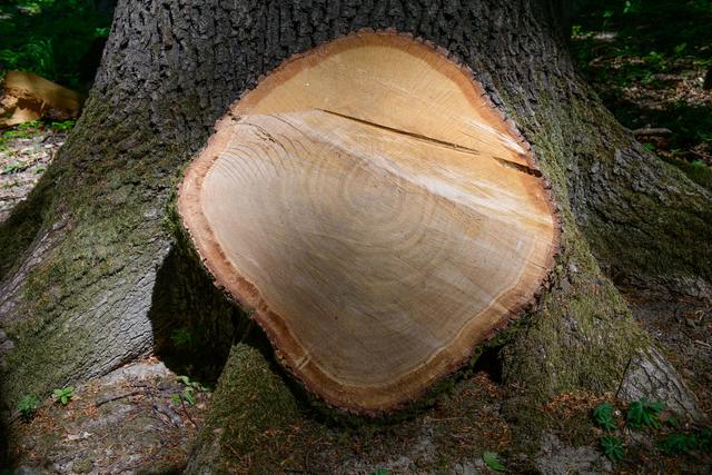 Baumscheibe am Eichenfuss | Foto: ÖBf/Simlinger