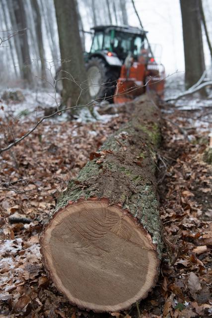 Baumscheibe

 | Foto: ÖBf/Frank Helmreich