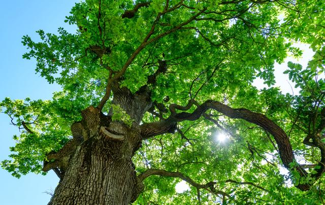 Die "Mutter des Wienerwaldes", eine monumentale Stieleiche im Naturpark Eichenhain