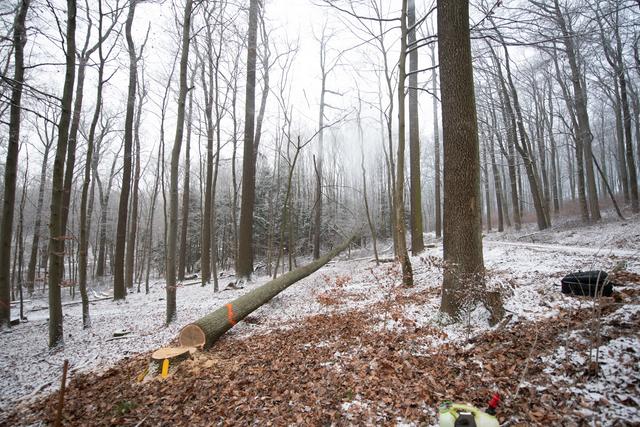 Eichenhain im Winter, Wienerwald | Foto: ÖBf/Frank Helmreich