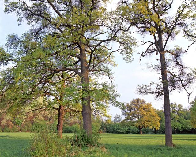 Eichen im Frühling

 | Foto: ÖBf/Archiv