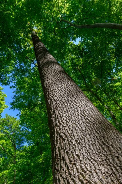 Traubeneiche (Quercus petraea) im Eichenhain, Wienerwald | Foto: ÖBf/Simlinger