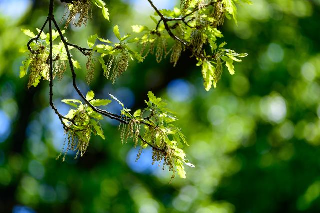 Blühendes Eichenlaub im Frühling | Foto: ÖBf/Simlinger