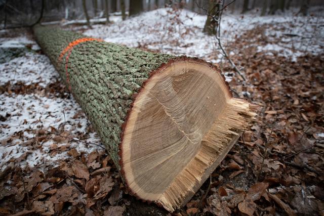Fällung der Fasseiche während der Saftruhe im Winter | Foto: ÖBf/Frank Helmreich