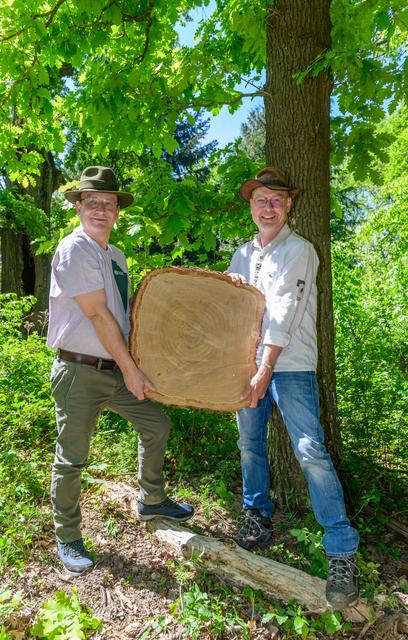 Günther Reininger, Förster und Revierleiter ÖBf-Revier Kierling, und Axel Kiesbye, Naturbrauer und Braumeister, mit Baumscheibe im Eichenhain, Wienerwald (NÖ) | Foto: ÖBf/Simlinger