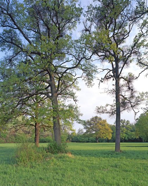 Eichen im Frühling. | Foto: ÖBf/Archiv