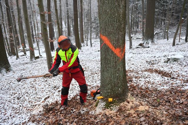 Fällung der Fasseiche - Einschlagen des Fallkerbs | Foto: ÖBf/Frank Helmreich