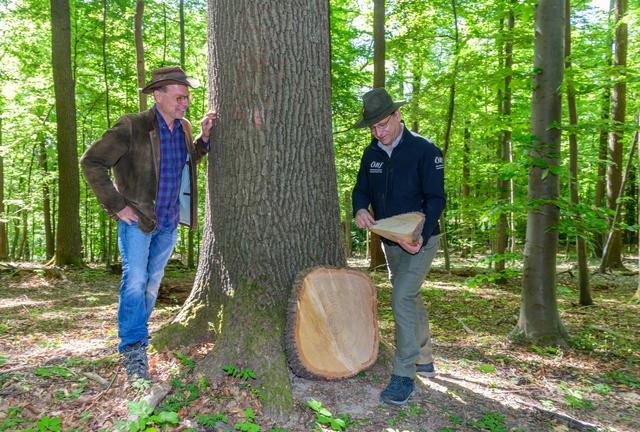 Axel Kiesbye, Naturbrauer und Braumeister, und Günther Reininger, Förster und Revierleiter ÖBf-Revier Kierling, mit Fallkerb und Baumscheibe im Eichenhain, Wienerwald (NÖ) | Foto: ÖBf/Simlinger