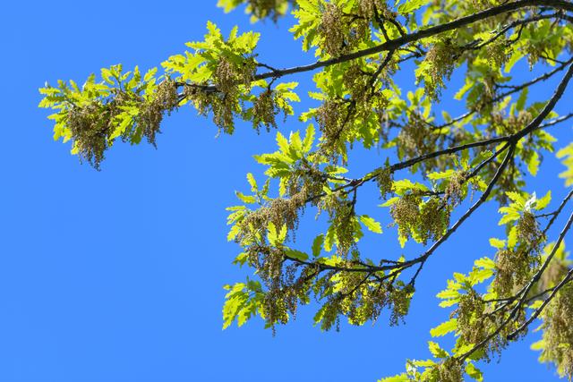 Blühendes Eichenlaub im Frühling | Foto: ÖBf/Simlinger