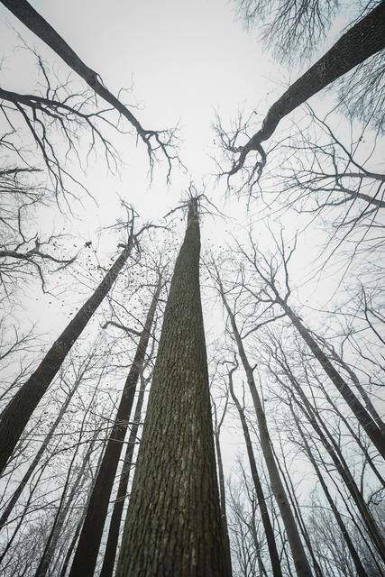 Blick in die winterlichen Baumkronen, Wienerwald | Foto: ÖBf/Frank Helmreich