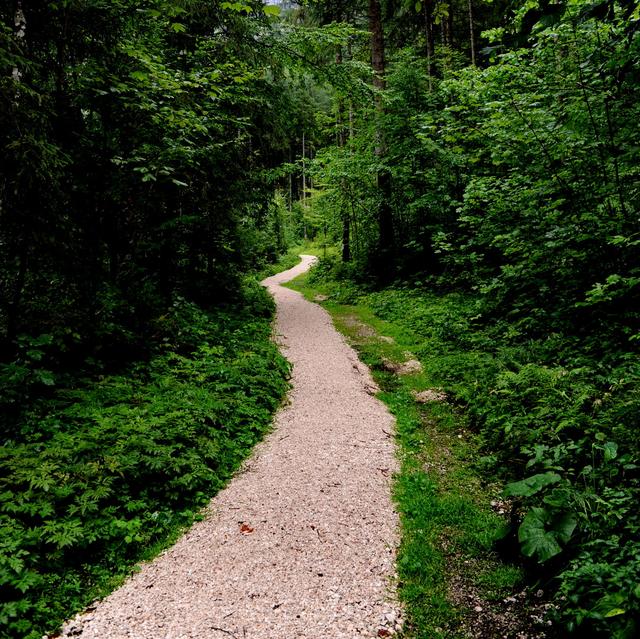 Waldweg in Obertraun - Foto Franz Frühauf