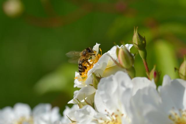 Biene auf Ramblerrose
