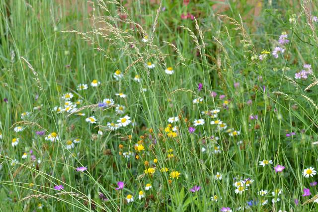 Artenreiche Blumenwiese