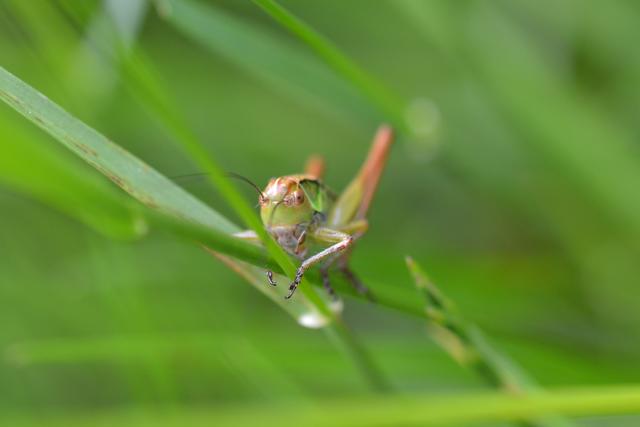 Kleine Heuschrecke