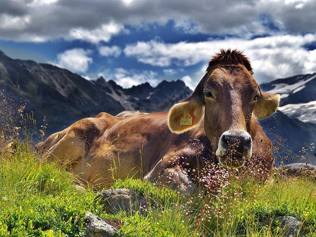 Besonders bei Mutterkühen ist Vorsicht geboten | Foto: Pixabay