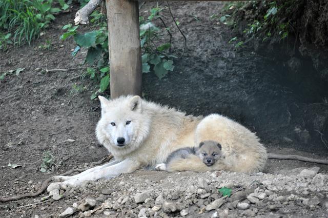 Der kleine Polarwolf und seine Mama. | Foto: Zoo Salzburg