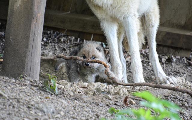 Das Geschlecht des Welpen lässt sich noch nicht feststellen.  | Foto: Zoo Salzburg