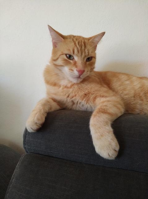 Kater Bruno ist seit 12. Juni verschwunden.  | Foto: Neuherz