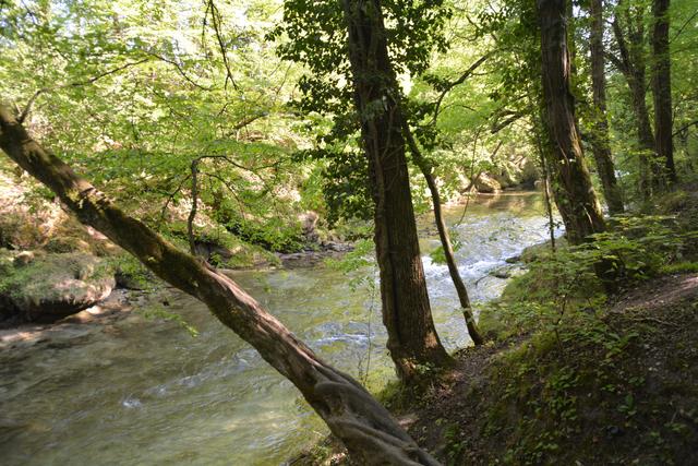 Die Erlaufschlucht hat eine einzigartige Flora und Fauna zu bieten. | Foto: Roland Mayr