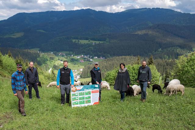 "Ötscher: Lamm": Die Schafe haben vor Kurzem ihre Quartiere in Lackenhof bezogen und teilen sich ihren Lebensraum in den Ybbstaler Alpen künftig mit unzähligen Wanderern in unserer Region. | Foto: Rene Jagersberger/Mostmedia