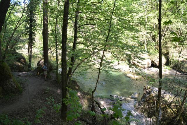 Die Erlaufschlucht hat eine einzigartige Flora und Fauna zu bieten. | Foto: Roland Mayr