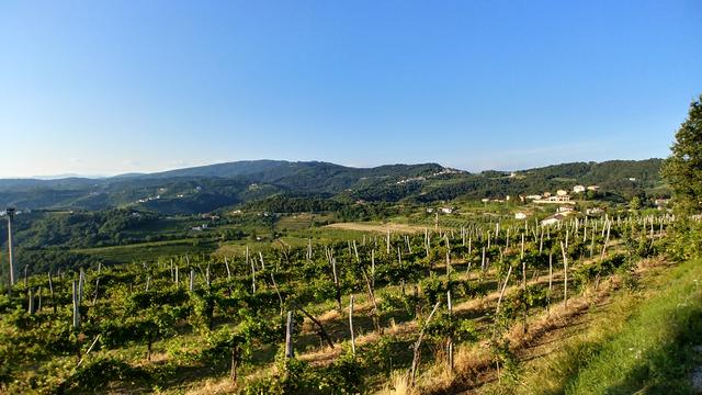 Der Collio lockt die Urlauberinnen und Urlauber mit sanften Hügeln und idyllischen Weingärten.