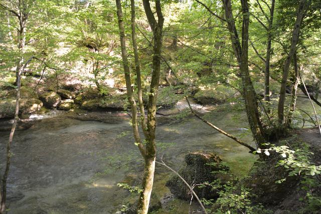 Die Erlaufschlucht hat eine einzigartige Flora und Fauna zu bieten. | Foto: Roland Mayr