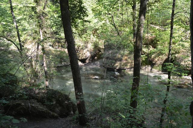 Die Erlaufschlucht hat eine einzigartige Flora und Fauna zu bieten. | Foto: Roland Mayr