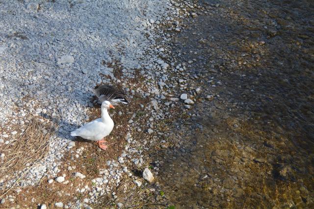 Die Erlauf zieht sich wie ein "roter Faden" durch die Stadt Scheibbs. | Foto: Roland Mayr