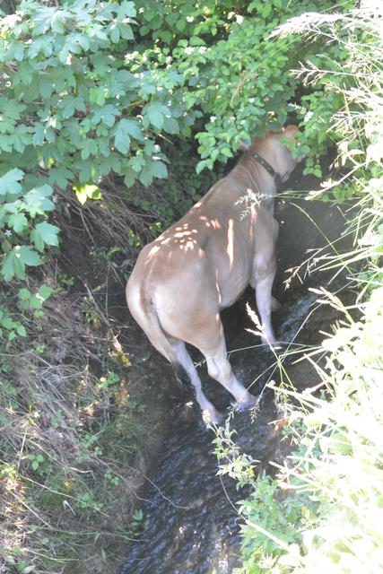 Zahlreiche Versuche, das Tier lebend zu bergen, blieben ohne Erfolg. | Foto: ZOOM.Tirol