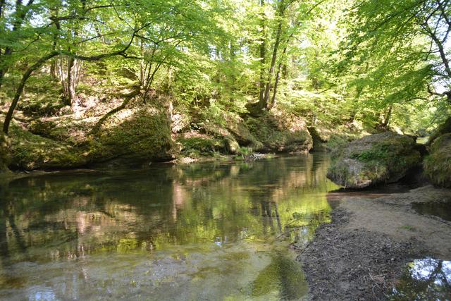Die Erlaufschlucht hat eine einzigartige Flora und Fauna zu bieten. | Foto: Roland Mayr