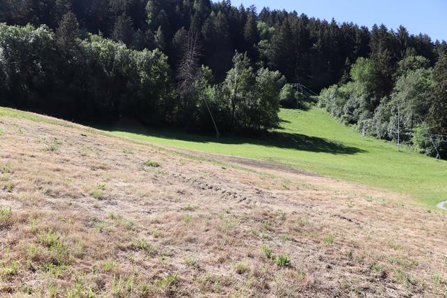 Die Folgen vom Befall von Engerlingen der Maikäfer sind auch in der Zammer Riefe stark sichtbar.