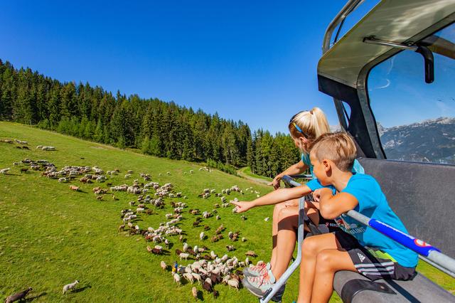 Eins, zwei, viele! Ganze 800 Schafe gibt es am Hauser Kaibling. Die sind nicht nur schön anzuschauen, sondern sorgen auch für das ökologische Gleichgewicht. | Foto: Rene Perhab/Hauser Kaibling