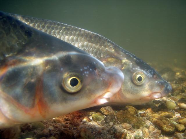 Foto: Clemens Ratschan