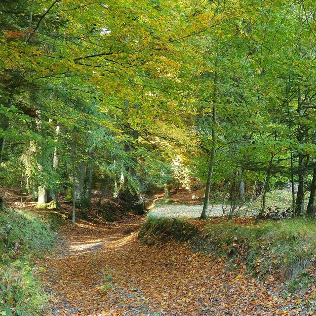 Entspannung im Wald - Bewegungsarena Mattigtal und um Mattighofen, Schalchen und Munderfing. | Foto: Andrea Stöckl