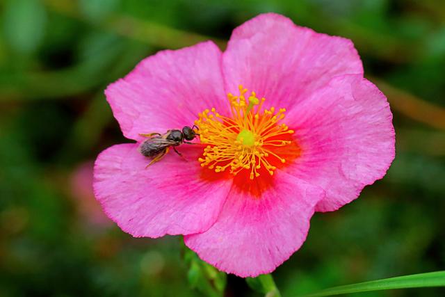 Mini-Bienchen auf Sonnenröschen