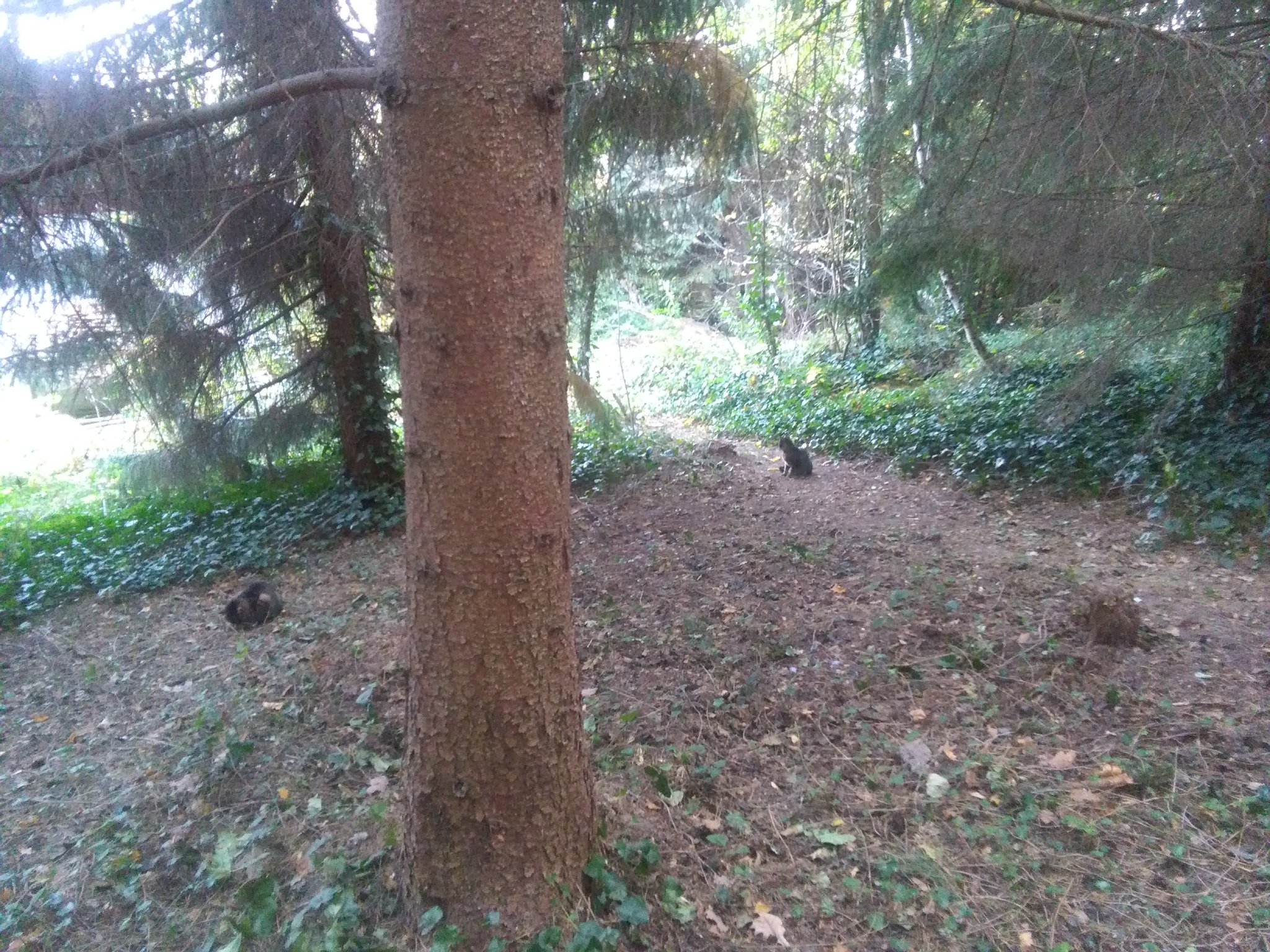 eibe shop Europäische Eibe - Taxus baccata main image 0
