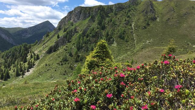 Wenn der Berg in voller Almblüte steht, und die Almröslein leuchten ...
Wandertag auf das Goldeck (2142m Höhe) bei Spittal
Ein fantastischer Aussichtsberg - von dort hat man einen herrlichen, freien Blick auf den Millstätterseesee und Spittal ….