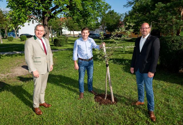Die beiden Stadträte Franz Dinhobl und Norbert Horvath begutachteten gemeinsam mit Florian Fux (Leiter Abteilung Grünraum) die neu gesetzten Apfelbäume auf dem Josefsplatz.