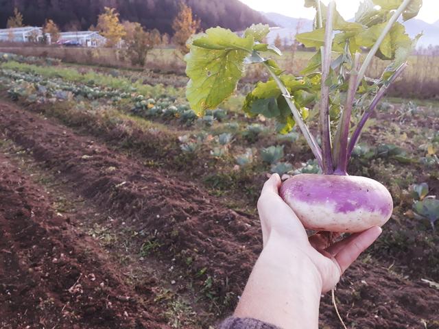 Spezialitäten von Garten, Feld und Wald stehen vom 27. Juni bis 12. Juli auf dem Speiseplan der Partnerbetriebe.