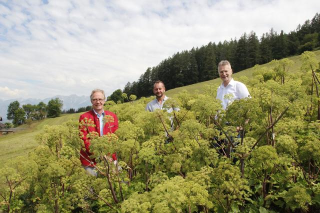 Im Bild Getränkeproduzent Werner Ultsch, Bauer Christoph Spörr und Wendelin Juen von der Landwirtschaftskammer Tirol inmitten der Engelwurz-Pflanzen, die sich trotz schwieriger Startbedingungen sehr gut entwickelt haben.