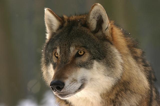 War ein Wolf der Täter in Kössen?
