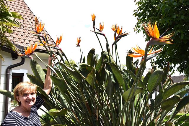 Wo die Paradiesvogelblume blht - Leibnitz