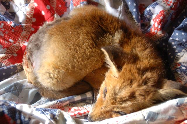 Fuchsbaby „Macchiato“ ist mit Bisswunden übersät und hat eine Lungenentzündung.