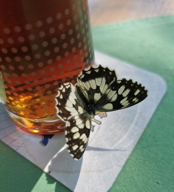 Der Schachbrettfalter leistete uns beim Essen Gesellschaft.