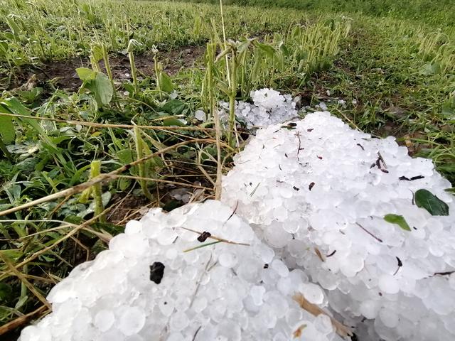 Kappel: Hagelkörner zerstörten Soja | Foto: ÖHV