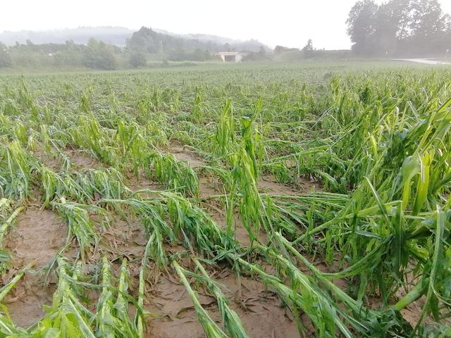 Zerstörter Mais: Sie sieht es nach dem Hagel am Krappfeld aus. | Foto: ÖHV