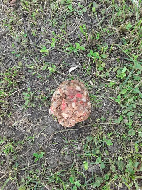 Solche "Fleischkugeln" wurden am Wochenende mehrfach im Stadtteil Dornach entdeckt.
